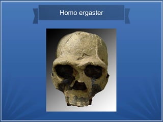 Homo ergaster
 