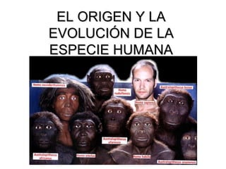 EL ORIGEN Y LAEL ORIGEN Y LA
EVOLUCIÓN DE LAEVOLUCIÓN DE LA
ESPECIE HUMANAESPECIE HUMANA
 