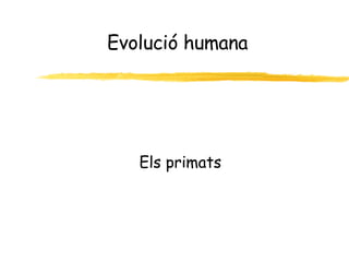 Evolució humana Els primats 