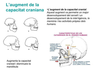 L’augment de la
capacitat craniana •L’augment de la capacitat cranial.
Aquest augment va permetre un major
desenvolupament del cervell i un
desenvolupament de la intel·ligència, la
memòria i les activitats pròpies dels
humans.
Augmenta la capacitat
craneal i disminueix la
mandíbula
 