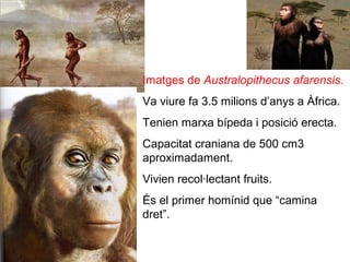 Imatges de Australopithecus afarensis.
Va viure fa 3.5 milions d’anys a Àfrica.
Tenien marxa bípeda i posició erecta.
Capacitat craniana de 500 cm3
aproximadament.
Vivien recol·lectant fruits.
És el primer homínid que “camina
dret”.
 