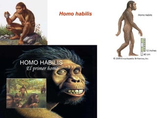 Homo habilis
 