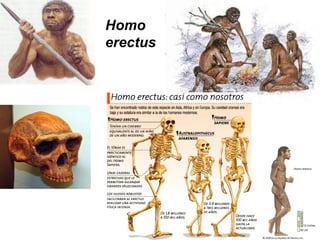 Homo
erectus
 