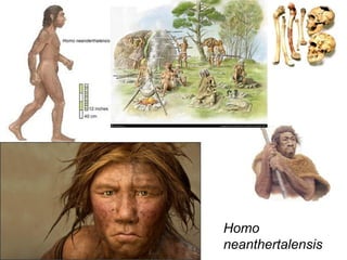 Homo
neanthertalensis
 