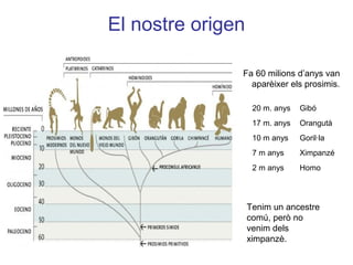 El nostre origen
Fa 60 milions d’anys van
aparèixer els prosimis.
20 m. anys Gibó
17 m. anys Orangutà
10 m anys Goril·la
7 m anys Ximpanzé
2 m anys Homo
Tenim un ancestre
comú, però no
venim dels
ximpanzè.
 