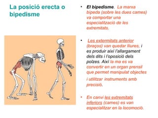 La posició erecta o
bipedisme
• El bipedisme. La marxa
bípeda (sobre les dues cames)
va comportar una
especialització de les
extremitats.
• Les extermitats anterior
(braços) van quedar lliures, i
es produir així l’allargament
dels dits i l’oposició dels
polzes. Així la ma es va
convertir en un organ prensil
que permet manipulat objectes
i utilitzar instruments amb
precisió.
• En canvi les extremitats
inferiors (cames) es van
especialitzar en la locomoció.
 