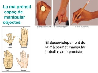 La mà prènsil
capaç de
manipular
objectes
El desenvolupament de
la mà permet manipular i
treballar amb precisió.
 