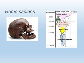 Homo sapiens
 