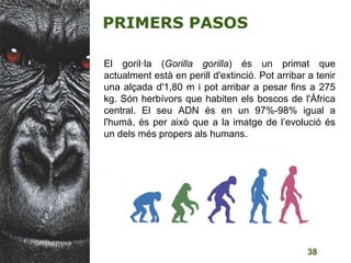 38
PRIMERS PASOS
El goril·la (Gorilla gorilla) és un primat que
actualment està en perill d'extinció. Pot arribar a tenir
una alçada d'1,80 m i pot arribar a pesar fins a 275
kg. Són herbívors que habiten els boscos de l'Àfrica
central. El seu ADN és en un 97%-98% igual a
l'humà, és per això que a la imatge de l’evolució és
un dels més propers als humans.
 