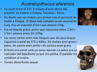 Australopithecus afarensis
• Va viure entre el 3’9 i 3 milions d’anys abans del
present. Va habitar a Etiòpia, Tanzània i Kènia.
• Els fòssils van ser trobats per primer cop al jaciment de
Hadar a Etiòpia. El fòssil més complet va ser anomenat
Lucy. Era un esquelet d’1m i que pesava 27kg.
• Era un bípede gràcil, prim i que mesurava entre 1’2m i
1’5m i pesava entre 33 i 67kg.
• Les seves cames eren més llargues que els seus braços.
Capacitat cranial de 375 a 430cc. Els molars eren grans i
plans, els canins eren petits i els incisius eren grans.
• El front era estret amb un torus marcat. La pelvis era un
indicador del bipedisme ja que era petita. El paladar era
semblant al nostre.
• Tenien dimorfisme sexual
 