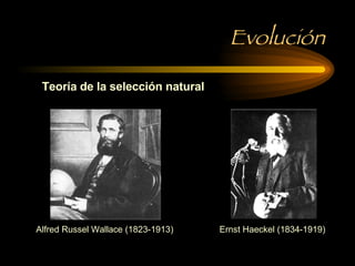 Evolución Teoría de la selección natural  Alfred Russel Wallace (1823-1913) Ernst Haeckel (1834-1919) 