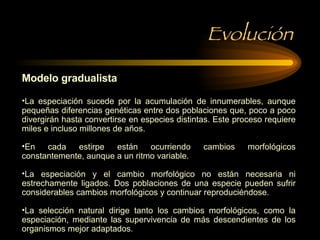 Evolución Modelo gradualista La especiación sucede por la acumulación de innumerables, aunque pequeñas diferencias genéticas entre dos poblaciones que, poco a poco divergirán hasta convertirse en especies distintas. Este proceso requiere miles e incluso millones de años. En cada estirpe están ocurriendo cambios morfológicos constantemente, aunque a un ritmo variable. La especiación y el cambio morfológico no están necesaria ni estrechamente ligados. Dos poblaciones de una especie pueden sufrir considerables cambios morfológicos y continuar reproduciéndose. La selección natural dirige tanto los cambios morfológicos, como la especiación, mediante las supervivencia de más descendientes de los organismos mejor adaptados. 