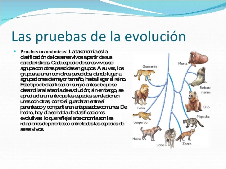 Teoría de la Evolución