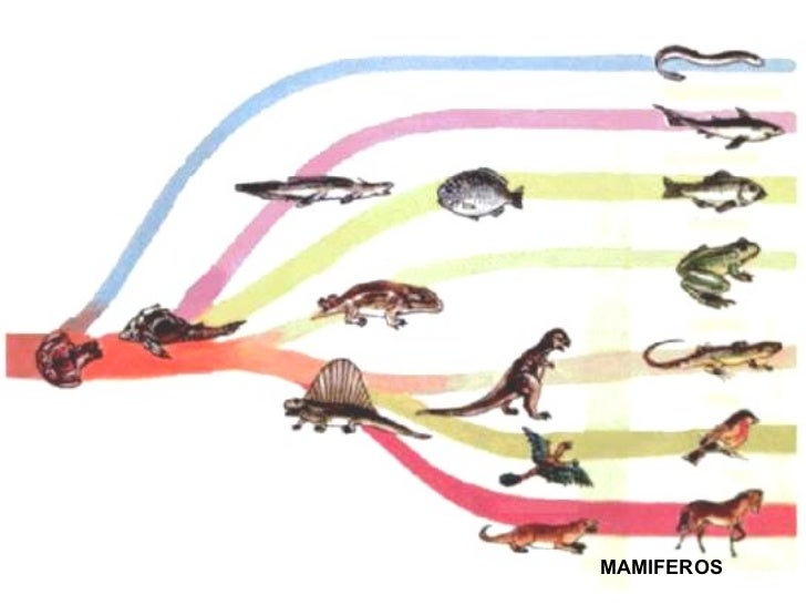 Resultado de imagen para evolucion de mamiferos