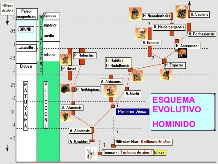 Resultado de imaxes para: cuadro cronologico de la evolucion humana