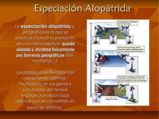 Especiación AlopátridaEspeciación Alopátrida
LaLa especiación alopátridaespeciación alopátrida oo
geográfica es la que segeográfica es la que se
produce cuando la poblaciónproduce cuando la población
de una misma especiede una misma especie quedaqueda
aislada yaislada y dividida físicamentedividida físicamente
por barreras geográficaspor barreras geográficas (rios,(rios,
montañas…)montañas…)
Las poblaciones divididas iránLas poblaciones divididas irán
adquiriendo distintasadquiriendo distintas
mutaciones en sus genes ymutaciones en sus genes y
con el paso del tiempocon el paso del tiempo
llegarán a producir razasllegarán a producir razas
distintas que se convertirán endistintas que se convertirán en
especies distintas.especies distintas.
 