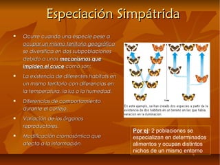  Ocurre cuando una especie pese aOcurre cuando una especie pese a
ocupar un mismo territorio geográficoocupar un mismo territorio geográfico
se diversifica en dos subpoblacionesse diversifica en dos subpoblaciones
debido a unosdebido a unos mecanismos quemecanismos que
impiden el cruceimpiden el cruce como son:como son:
 La existencia de diferentes habitats enLa existencia de diferentes habitats en
un mismo territorio con diferencias enun mismo territorio con diferencias en
la temperatura, la luz o la humedad.la temperatura, la luz o la humedad.
 Diferencias de comportamientoDiferencias de comportamiento
durante el cortejo.durante el cortejo.
 Variación de los órganosVariación de los órganos
reproductores.reproductores.
 Modificación cromosómica queModificación cromosómica que
afecta a la informaciónafecta a la información
Especiación SimpátridaEspeciación Simpátrida
Por ej: 2 poblaciones se
especializan en determinados
alimentos y ocupan distintos
nichos de un mismo entorno
 