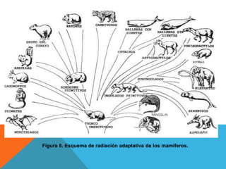 Figura 8. Esquema de radiación adaptativa de los mamíferos.
 