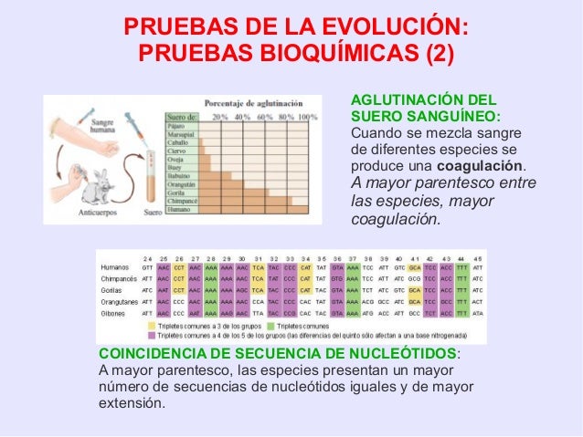 Pruebas Bioquimicas De La Evolucion Wikipedia