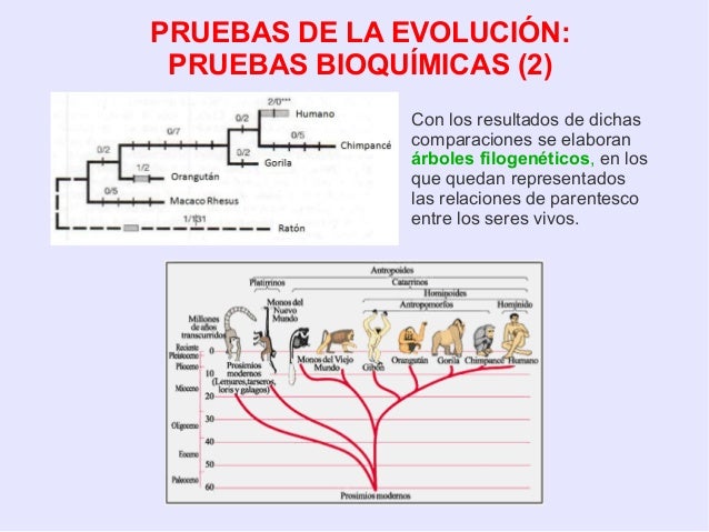 Pruebas Bioquimicas De La Evolucion Wikipedia