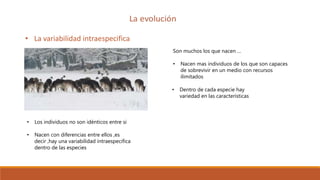 • La variabilidad intraespecifica
Son muchos los que nacen …
• Nacen mas individuos de los que son capaces
de sobrevivir en un medio con recursos
ilimitados
• Dentro de cada especie hay
variedad en las características
• Los individuos no son idénticos entre si
• Nacen con diferencias entre ellos ,es
decir ,hay una variabilidad intraespecifica
dentro de las especies
 