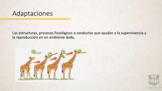 Adaptaciones
Las estructuras, procesos fisiológicos o conductas que ayudan a la supervivencia y
la reproducción en un ambiente dado.
 