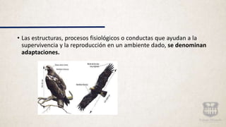 • Las estructuras, procesos fisiológicos o conductas que ayudan a la
supervivencia y la reproducción en un ambiente dado, se denominan
adaptaciones.
 
