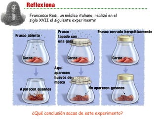 Reflexiona
Francesco Redi, un médico italiano, realizó en el
siglo XVII el siguiente experimento:
Aparecen gusanos
Frasco abierto
Carne Carne Carne
Frasco
tapado con
una gasa
Frasco cerrado herméticamente
No aparecen gusanos
Aquí
aparecen
huevos de
mosca
¿Qué conclusión sacas de este experimento?
 