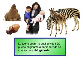 La teoría según la cual la vida sólo
puede originarse a partir de vida se
conoce como biogénesis.
 