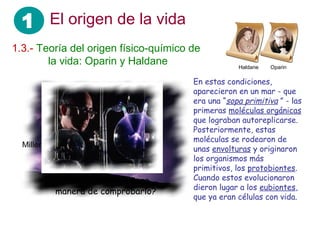 1 El origen de la vida
1.3.- Teoría del origen físico-químico de
……. la vida: Oparin y Haldane Haldane Oparin
En estas condiciones,
aparecieron en un mar - que
era una “sopa primitiva ” - las
primeras moléculas orgánicas
que lograban autoreplicarse.
Posteriormente, estas
moléculas se rodearon de
unas envolturas y originaron
los organismos más
primitivos, los protobiontes.
Cuando estos evolucionaron
dieron lugar a los eubiontes,
que ya eran células con vida.
Miller
Pero… ¿habría alguna
manera de comprobarlo?
 