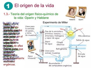 1 El origen de la vida
1.3.- Teoría del origen físico-químico de
……. la vida: Oparin y Haldane Haldane Oparin
En 1953, Miller
confirmó la
teoría de
Oparin-Haldane
simulando en el
laboratorio las
condiciones de
la Tierra
primitiva.
Obtuvo
compuestos
orgánicos a
partir de otros
inorgánicos.
Hasta
entonces se
pensaba que
sólo un ser
vivo podía
fabricar
materia
orgánica
(aminoácidos,
ácidos
grasos…)
Este
experimento
probaba que las
condiciones
existentes en el
planeta hace
unos 3500
millones de años
fueron tales que
pudieron
formarse
espontáneamente
moléculas
orgánicas.
Hasta ahora,
nadie ha
logrado crear
una célula con
vida, pero
este
experimento
ha sido
crucial para
entender
mejor cómo
pudo haber
ocurrido.
Experimento de Miller
Miller
 