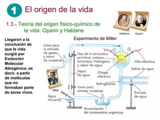 1 El origen de la vida
1.3.- Teoría del origen físico-químico de
……. la vida: Oparin y Haldane Haldane Oparin
Llegaron a la
conclusión de
que la vida
surgió por
Evolución
Molecular
Abiogénica, es
decir, a partir
de moléculas
que no
formaban parte
de seres vivos.
Experimento de Miller
Miller
 