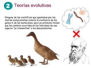 2
Ninguno de los científicos que apostaban por las
teorías evolucionistas conocía la existencia de los
genes ni de las mutaciones, pero ya entonces intuían
que los cambios ocurridos en los individuos de una
especie “se transmitían” a los descendientes.
Teorías evolutivas
 