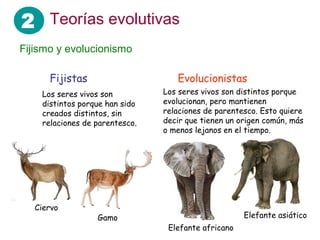 2
Fijismo y evolucionismo
Fijistas Evolucionistas
Los seres vivos son
distintos porque han sido
creados distintos, sin
relaciones de parentesco.
Los seres vivos son distintos porque
evolucionan, pero mantienen
relaciones de parentesco. Esto quiere
decir que tienen un origen común, más
o menos lejanos en el tiempo.
Ciervo
Gamo
Elefante africano
Elefante asiático
Teorías evolutivas
 