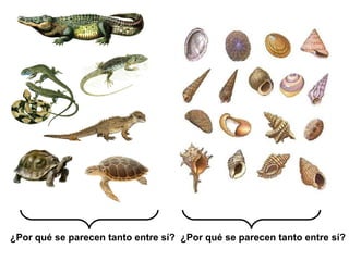 ¿Por qué se parecen tanto entre sí? ¿Por qué se parecen tanto entre sí?
 