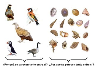 ¿Por qué se parecen tanto entre sí? ¿Por qué se parecen tanto entre sí?
 