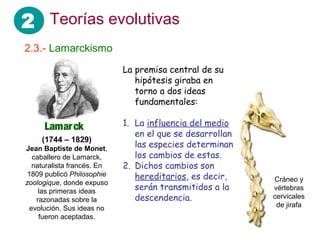 2 Teorías evolutivas
2.3.- Lamarckismo
Lamarck
(1744 – 1829)
Jean Baptiste de Monet,
caballero de Lamarck,
naturalista francés. En
1809 publicó Philosophie
zoologique, donde expuso
las primeras ideas
razonadas sobre la
evolución. Sus ideas no
fueron aceptadas.
La premisa central de su
hipótesis giraba en
torno a dos ideas
fundamentales:
1. La influencia del medio
en el que se desarrollan
las especies determinan
los cambios de estas.
2. Dichos cambios son
hereditarios, es decir,
serán transmitidos a la
descendencia.
Cráneo y
vértebras
cervicales
de jirafa
 