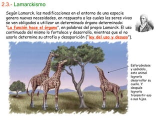 2.3.- Lamarckismo
Según Lamarck, las modificaciones en el entorno de una especie
genera nuevas necesidades, en respuesta a las cuales los seres vivos
se ven obligados a utilizar un determinado órgano determinado:
“La función hace el órgano”, en palabras del propio Lamarck. El uso
continuado del mismo lo fortalece y desarrolla, mientras que el no
usarlo determina su atrofia y desaparición (“ley del uso y desuso”).
Esforzándose
y usándolo,
este animal
lograría
desarrollar su
cuello. Y
después
lograría
transmitir eso
a sus hijos.
 
