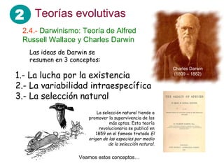 2 Teorías evolutivas
2.4.- Darwinismo: Teoría de Alfred
Russell Wallace y Charles Darwin
1.- La lucha por la existencia
2.- La variabilidad intraespecífica
3.- La selección natural
Veamos estos conceptos…
Las ideas de Darwin se
resumen en 3 conceptos:
La selección natural tiende a
promover la supervivencia de los
más aptos. Esta teoría
revolucionaria se publicó en
1859 en el famoso tratado El
origen de las especies por medio
de la selección natural.
Charles Darwin
(1809 – 1882)
 