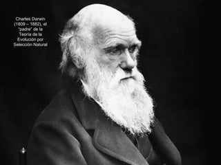 Charles Darwin
(1809 – 1882), el
“padre” de la
Teoría de la
Evolución por
Selección Natural
 