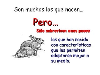 los que han nacidolos que han nacido
con característicascon características
que les permitenque les permiten
adaptarse mejor aadaptarse mejor a
su medio.su medio.
Pero…Pero…
Sólo sobreviven unos pocos:Sólo sobreviven unos pocos:
Son muchos los que nacen…
 