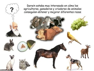Darwin estaba muy interesado en cómo los
agricultores, ganaderos y criadores de animales
conseguían obtener y mejorar diferentes razas?
 