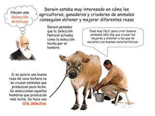 Darwin estaba muy interesado en cómo los
agricultores, ganaderos y criadores de animales
conseguían obtener y mejorar diferentes razas
Hacen una
Selección
Artificial
Pues muy fácil: para criar buenos
animales sólo hay que cruzar los
mejores y eliminar a los que no
nacieron con buenas características.
Si se quiere una buena
raza de vaca lechera no
se cruzan animales que
produzcan poca leche.
Se seleccionan aquellas
hembras que produzcan
más leche. Se hace una
Cría Selectiva.
Darwin pensaba
que la Selección
Natural actuaba
como la selección
hecha por el
hombre
 