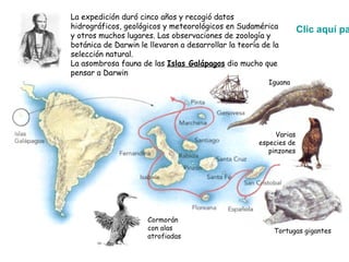 La expedición duró cinco años y recogió datos
hidrográficos, geológicos y meteorológicos en Sudamérica
y otros muchos lugares. Las observaciones de zoología y
botánica de Darwin le llevaron a desarrollar la teoría de la
selección natural.
La asombrosa fauna de las Islas Galápagos dio mucho que
pensar a Darwin
Cormorán
con alas
atrofiadas
Iguana
Tortugas gigantes
Varias
especies de
pinzones
Clic aquí pa
 
