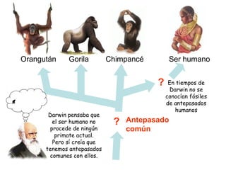 Orangután Gorila Chimpancé Ser humano
Antepasado
común
Darwin pensaba que
el ser humano no
procede de ningún
primate actual.
Pero sí creía que
tenemos antepasados
comunes con ellos.
?
? En tiempos de
Darwin no se
conocían fósiles
de antepasados
humanos
 