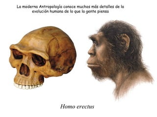 La moderna Antropología conoce muchos más detalles de la
evolución humana de lo que la gente piensa
Homo erectus
 
