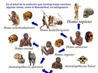 Homo ergaster
Homo erectus
Australopithecus boisei
Homo antecesor
Homo sapiens
Homo heidelbergensis
Homo neardenthalensis
Australopithecus afarensis
En el árbol de la evolución que condujo hasta nosotros,
algunas ramas, como el Neardenthal, se extinguieron
 