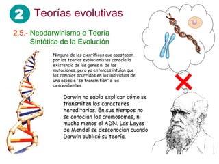 2 Teorías evolutivas
2.5.- Neodarwinismo o Teoría
…….Sintética de la Evolución
Ninguno de los científicos que apostaban
por las teorías evolucionistas conocía la
existencia de los genes ni de las
mutaciones, pero ya entonces intuían que
los cambios ocurridos en los individuos de
una especie “se transmitían” a los
descendientes.
Darwin no sabía explicar cómo se
transmiten los caracteres
hereditarios. En sus tiempos no
se conocían los cromosomas, ni
mucho menos el ADN. Las Leyes
de Mendel se desconocían cuando
Darwin publicó su teoría.
 