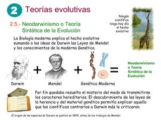 2 Teorías evolutivas
2.5.- Neodarwinismo o Teoría
…….Sintética de la Evolución
Darwin Mendel Genética Moderna
+ + =
Neodarwinismo
o Teoría
Sintética de la
Evolución
La Biología moderna explica el hecho evolutivo
sumando a las ideas de Darwin las Leyes de Mendel
y los conocimientos de la moderna Genética.
Por fin quedaba resuelto el misterio del modo de transmitirse
los caracteres hereditarios. El descubrimiento de las leyes de
la herencia y del material genético permitía explicar aquello
que los científicos contrarios a Darwin más le criticaron.
Ningún
científico
niega hoy día
el hecho
evolutivo
El origen de las especies de Darwin se publicó en 1859, antes de los trabajos de Mendel.
 