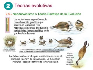 2 Teorías evolutivas
2.5.- Neodarwinismo o Teoría Sintética de la Evolución
Las mutaciones espontáneas, la
recombinación genética que
ocurre en la meiosis y la
reproducción sexual producen la
variabilidad intraespecífica de la
que hablaba Darwin
La Selección Natural sigue admitiéndose como el
principal “motor” de la Evolución. La Selección
Natural “escoge” dentro de la variabilidad.
… mamá pata puso
huevos en el nido…
…y tuvieron hermosos patitos, pero no habrá una oportunidad
para “el patito feo”: la Selección Natural acabará con él.
El pato
malvasía
bucea para
obtener
alimento
del fondo
de lagunas
 